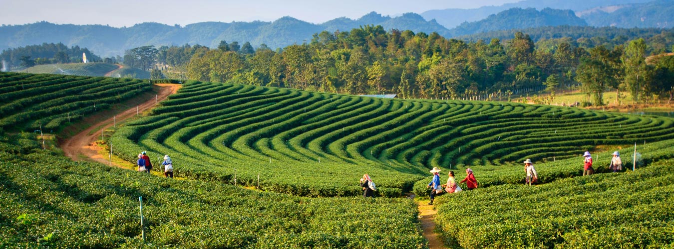 Assam Meghalaya and Arunachal 12N / 13D