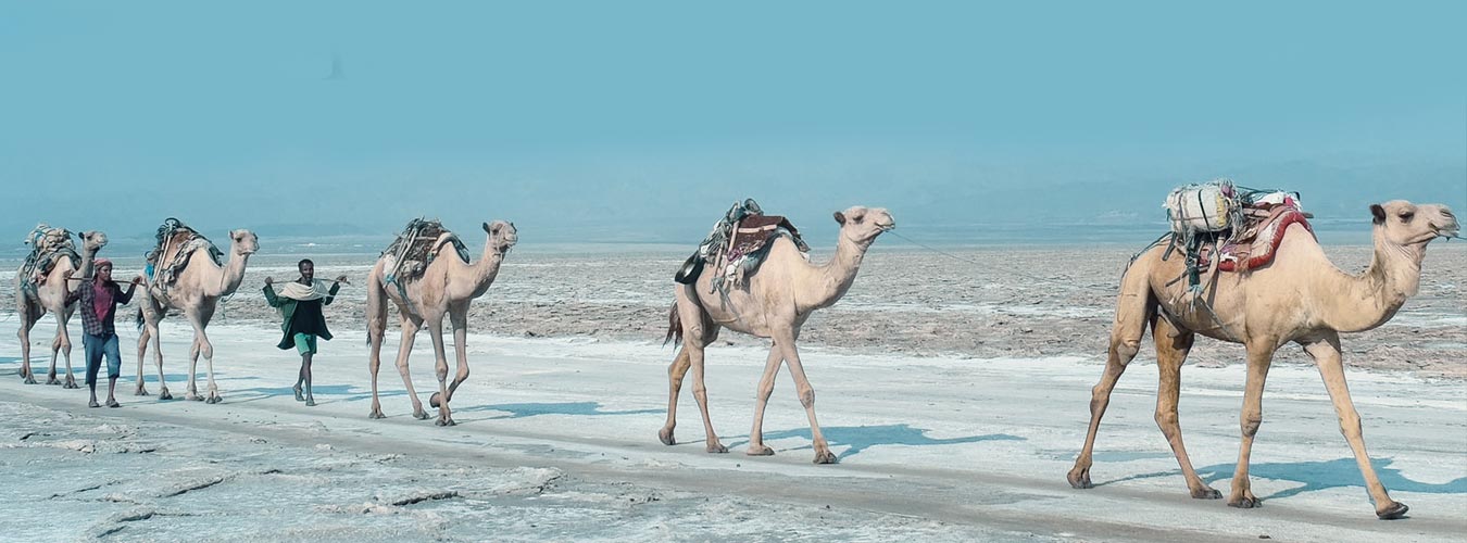 Rann of Kutch with Dwarka Somnath & Gir 08N / 09D